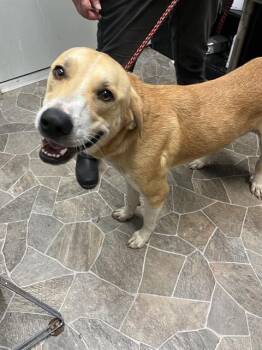 Rescue Labrador Retriever and Mixed Breed Dogs for Adoption in Chester, South Carolina - OZZY | PetCurious