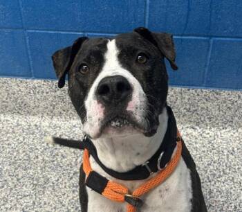 Eddy -  Boxer and Pit Bull Terrier Dog for Adoption in Golden, Colorado - Eddy | PetCurious