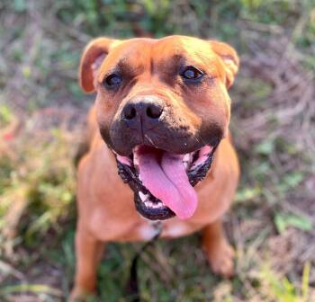 Rescue Boxer Dogs for Adoption in Elkland, Pennsylvania - Essie | PetCurious