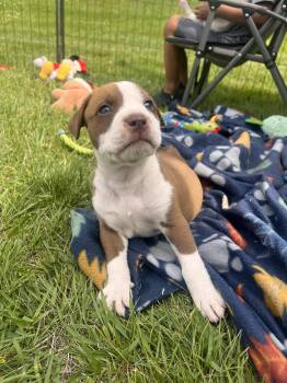Wyatt -  Mixed Breed Dog for Adoption in Clinton, Wisconsin - Wyatt | PetCurious