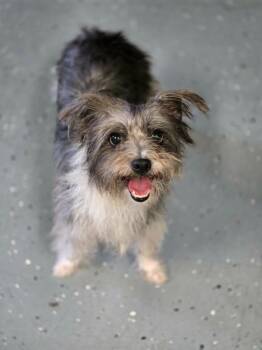 PEPPER -  Terrier Dog for Adoption in Moberly, Missouri - PEPPER | PetCurious