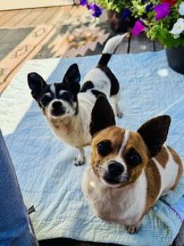 Mellie and Princess -  Chihuahua Dog Available for Adoption in Yakima, Washington - Mellie And Princess | PetCurious