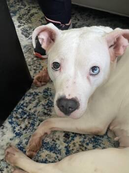 Rescue Pit Bull Terrier Dogs for Adoption in Bridgewater, New Jersey - Skylar | PetCurious