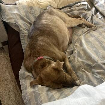 Rescue Pit Bull Terrier Dogs for Adoption in Phoenix, Arizona - Pearlie | PetCurious