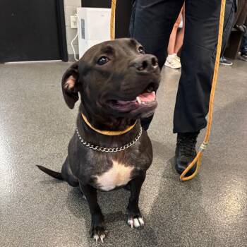 Jewel -  Mixed Breed Dog for Adoption in Allentown, Pennsylvania - Jewel | PetCurious