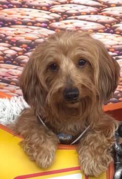 Maui -  Dachshund Dog for Adoption in Burbank, California - Maui | PetCurious