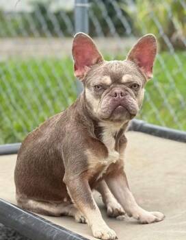 Margarita -  French Bulldog Dog for Adoption in New Stanton, Pennsylvania - Margarita | PetCurious