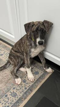 Iggy -  Labrador Retriever Dog for Adoption in Huntington, New York - Iggy | PetCurious