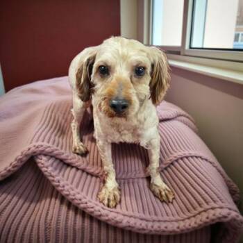 Rescue Poodle Dogs for Adoption in Malvern, Pennsylvania - Maverick | PetCurious