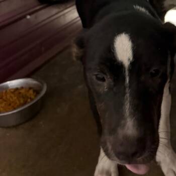 Willow -  Pit Bull Terrier Dog for Adoption in Princeton, Kentucky - Willow | PetCurious