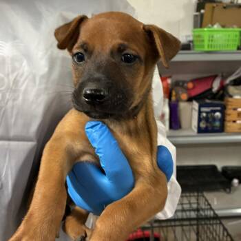 Mel -  Shepherd and Mixed Breed Dog for Adoption in Edinburg, Texas - Mel | PetCurious