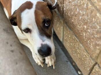 JAX -  Beagle and Mixed Breed Dog for Adoption in Tulsa, Oklahoma - JAX | PetCurious