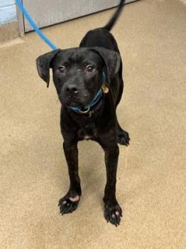 Argento -  Mixed Breed Dog for Adoption in Chamblee, Georgia - Argento | PetCurious