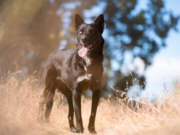 Rescue Mixed Breed Dogs for Adoption in Santa Fe, New Mexico - CALLIE | PetCurious