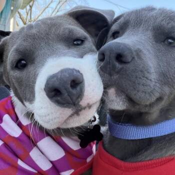 Mixed Breed Dogs Available for Adoption in Madison, Wisconsin - Sneezy | PetCurious
