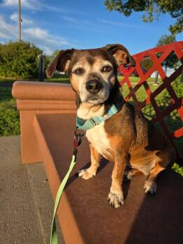 Bessie -  Beagle and Dachshund Dog for Adoption in Dysart, Iowa - Bessie | PetCurious