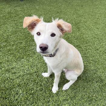 Skippy -  Retriever Dog for Adoption in Las Vegas, Nevada - Skippy | PetCurious