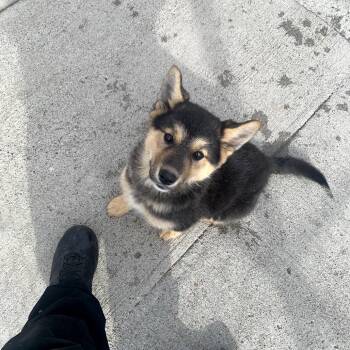 German Shepherd Dog Dogs Available for Adoption - Delilah | PetCurious