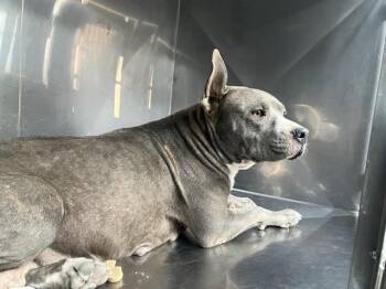 RAVEN -  Mixed Breed Dog for Adoption in Dallas, Texas - RAVEN | PetCurious
