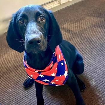 Hazel -  Hound and Flat Coated Retriever Dog for Adoption in Metamora, Michigan - Hazel | PetCurious