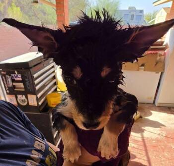 Scully -  German Shepherd Dog and Australian Cattle Dog Blue Heeler Dog for Adoption in Scottsdale, Arizona - Scully | PetCurious