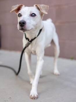 Rescue Jack Russell Terrier Dogs for Adoption in Durham, North Carolina - Skipper | PetCurious
