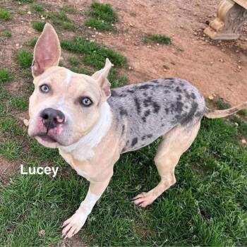 Lucey -  Mixed Breed Dog for Adoption - Lucey | PetCurious