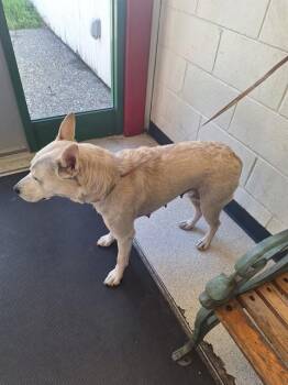 LIL -  German Shepherd Dog and Mixed Breed Dog for Adoption in Anchorage, Alaska - LIL | PetCurious