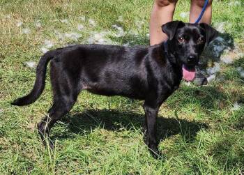260978  Pru -  Pit Bull Terrier Dog for Adoption in Wetumpka, Alabama - 260978  Pru | PetCurious