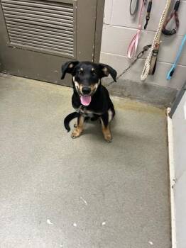 Hugo -  Shepherd Dog for Adoption in Hopkinsville, Kentucky - Hugo | PetCurious