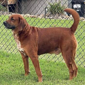 Rescue Mixed Breed Dogs for Adoption in Jefferson City, Tennessee - Chance | PetCurious