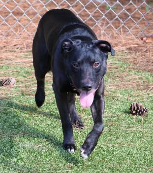 Rescue Mixed Breed Dogs for Adoption in Athens, Georgia - Zodiac | PetCurious
