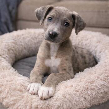 Mixed Breed Dogs Available for Adoption - GEORGIA | PetCurious