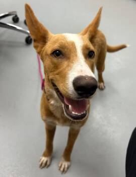 Galaxy -  Carolina Dog Dog for Adoption in Hartsville, South Carolina - Galaxy | PetCurious