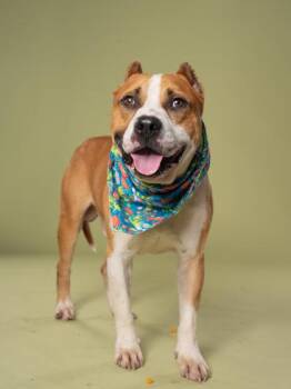 Peetah -  Pit Bull Terrier and Mixed Breed Dog for Adoption in Atlanta, Georgia - Peetah | PetCurious