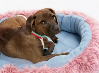 Rescue Labrador Retriever Dogs for Adoption in Fort Lauderdale, Florida - BAMBI | PetCurious