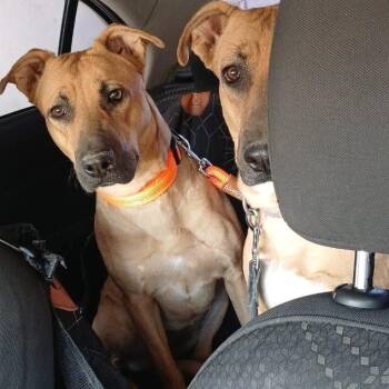 Rescue Mixed Breed and Black Mouth Cur Dogs for Adoption in Palm Desert, California - Petuka (Honey) | PetCurious