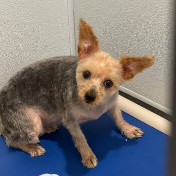 Bella 22480 -  Yorkshire Terrier Dog for Adoption in Cumming, Georgia - Bella 22480 | PetCurious