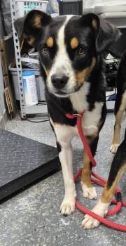 Serena -  Appenzell Mountain Dog and Border Collie Dog for Adoption in Morristown, Tennessee - Serena | PetCurious