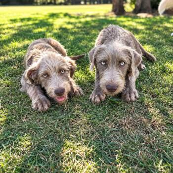 TEGAN & TAYLOR -  Terrier Dog for Adoption in Vaughan, Ontario - TEGAN & TAYLOR | PetCurious