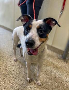 SYRAH -  Mixed Breed Dog for Adoption - SYRAH | PetCurious