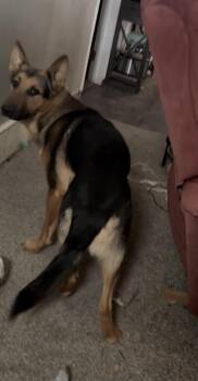 Shadow fka Wolf -  German Shepherd Dog Dog for Adoption in Jerome, Idaho - Shadow Fka Wolf | PetCurious