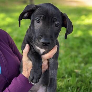 Border Collie and Terrier Dogs Available for Adoption in San Diego, California - Monet Pup - Picasso | PetCurious