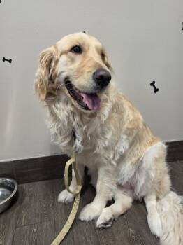 LILO -  Golden Retriever Dog for Adoption in Valrico, Florida - LILO | PetCurious