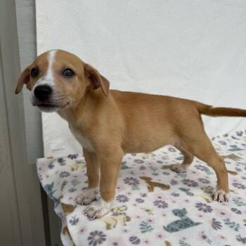 Chorizo -  Terrier and Beagle Dog for Adoption in Carencro, Louisiana - Chorizo | PetCurious