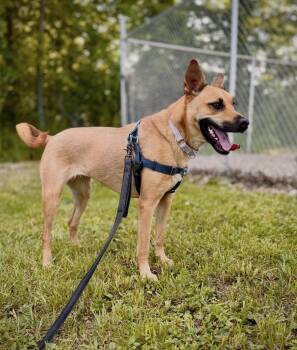 Riley -  Shepherd Dog for Adoption in Ashland, Ohio - Riley | PetCurious