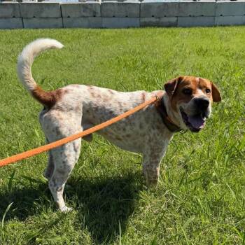 Wallie -  Coonhound and Cattle Dog Dog for Adoption in Vinita, Oklahoma - Wallie | PetCurious