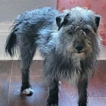 Kira -  Miniature Schnauzer and Mixed Breed Dog for Adoption in Overland Park, Kansas - Kira | PetCurious