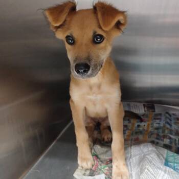Blondie -  Golden Retriever and Shepherd Dog for Adoption in Hattiesburg, Mississippi - Blondie | PetCurious