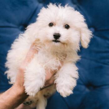 Atomic Tangerine -  Bichon Frise Dog for Adoption in Zionsville, Indiana - Atomic Tangerine | PetCurious